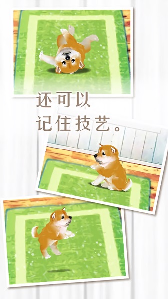 The latest version of the healing game for raising Shiba Inu