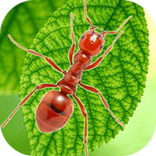 Download the latest free version of Underground Ant Kingdom