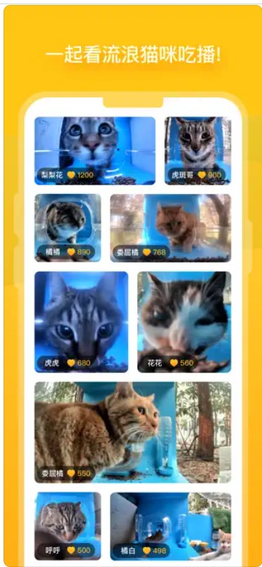 街猫app安装