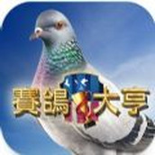 Racing Pigeon Tycoon Mobile Game