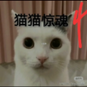 猫猫惊魂4