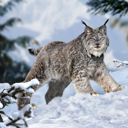 野獸領主新世界動物圖鑑大全