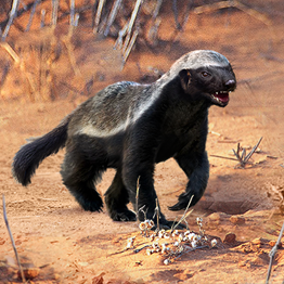 野獸領主新世界動物圖鑑大全