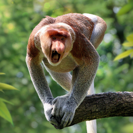 野獸領主新世界動物圖鑑大全