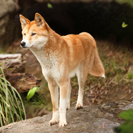 野獸領主新世界動物圖鑑大全