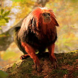 野獸領主新世界動物圖鑑大全