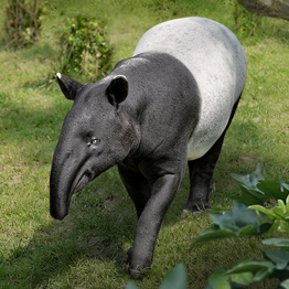 野獸領主新世界動物圖鑑大全