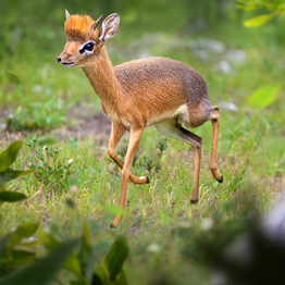 野獸領主新世界動物圖鑑大全