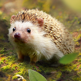 野獸領主新世界動物圖鑑大全