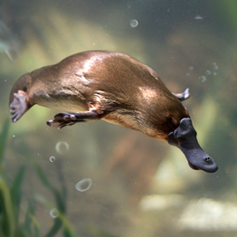 野獸領主新世界動物圖鑑大全