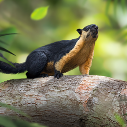 野獸領主新世界動物圖鑑大全