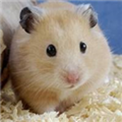 The latest version of Hamster Movie App