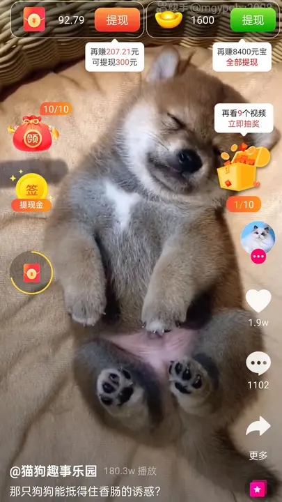 Dog Nanbei App