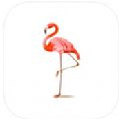 Flamingo graffiti palmting app