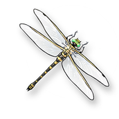 What is the use of the golden ringfly?