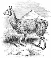 microllama