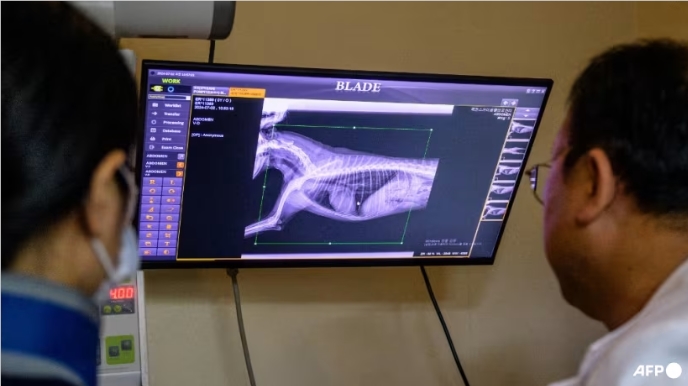 Der KI-Tierarzt ist da! Südkoreas „X Calibre“ ermöglicht es Haustieren, schnell, präzise und sorgenfrei einen Arzt aufzusuchen