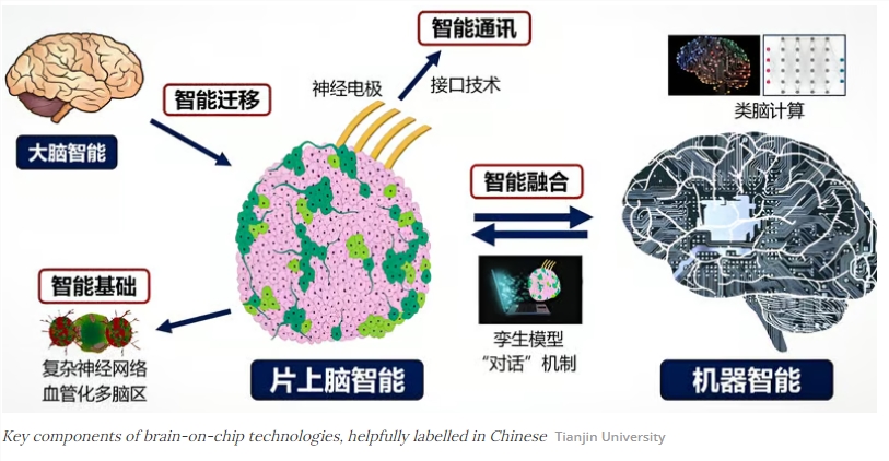 Maschinen, die direkt mit dem menschlichen Gehirn verbunden sind: Die Tianjin-Universität und andere haben die „Gehirn-in-einem-Zylinder“-Steuerung von Robotern realisiert, und die Gehirn-Computer-Schnittstellentechnologie ist in eine neue Ära eingetreten