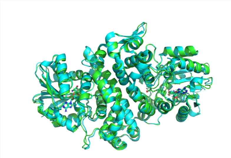 MIT-Forschungsteam bringt Open-Source-KI-Modell Boltz-1 auf den Markt, um die Vorhersage biomolekularer Strukturen zu fördern