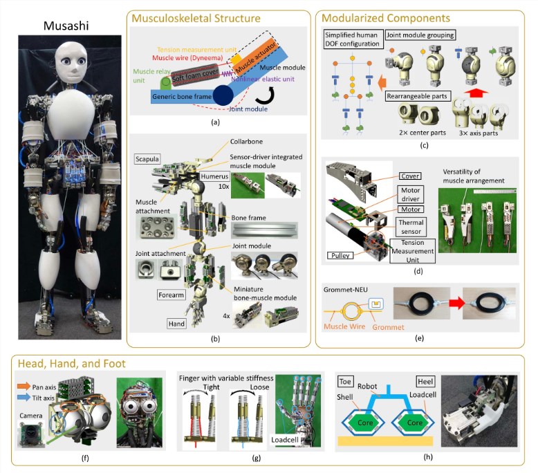 Der Roboter kann selbst fahren! Die Universität Tokio entwickelt Musashi, einen humanoiden Roboter mit Bewegungsapparat