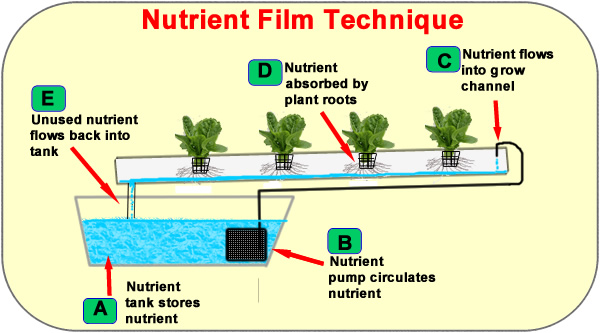 NFT