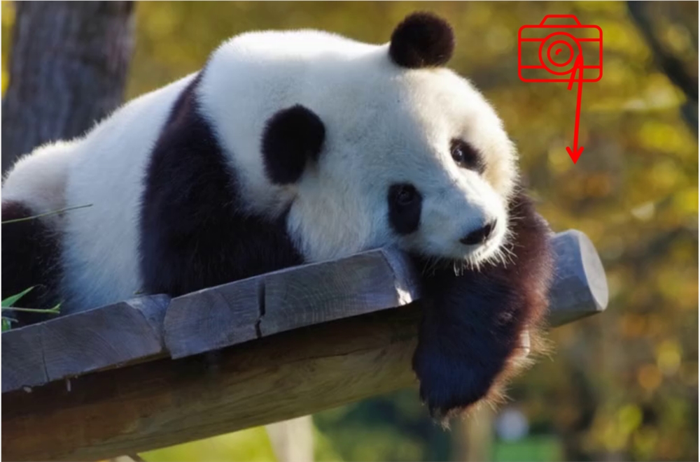 panda_1.png