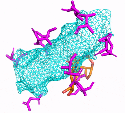유연한 사이드 체인을 갖는 결합 포켓 내에서 단백질로 도킹 된 리간드 도킹의 시각화