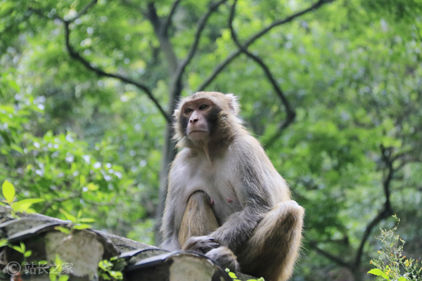 猴子 动物园 (1)