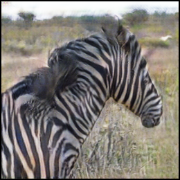 Falsches Zebra