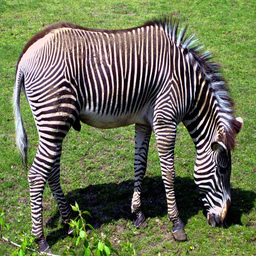 Echtes Zebra